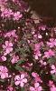 Saponaria ocymoides, habit