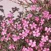 Saponaria ocymoides, habit