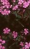 Saponaria ocymoides, habit