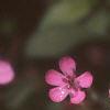 Saponaria ocymoides, flowers
