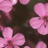 Saponaria ocymoides, flowers