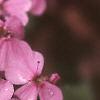 Saponaria ocymoides, flowers