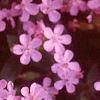 Saponaria ocymoides, flowers