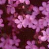 Saponaria ocymoides, flowers