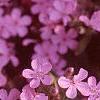 Saponaria ocymoides, flowers