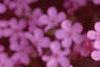Saponaria ocymoides, flowers