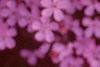Saponaria ocymoides, flowers