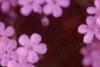 Saponaria ocymoides, flowers