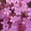 Saponaria ocymoides, flowers