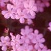 Saponaria ocymoides, flowers