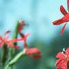 Silene regia, flowers