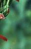 Silene regia, flowers