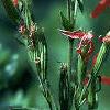 Silene regia, flowers