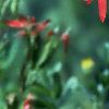 Silene regia, flowers