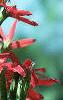 Silene regia, flowers
