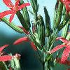 Silene regia, flowers
