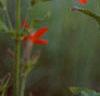 Silene regia, flowers