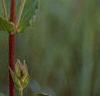 Silene regia, flowers