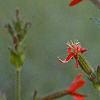 Silene regia, flowers