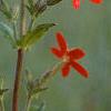 Silene regia, flowers