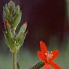 Silene regia, flowers