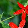 Silene regia, flowers