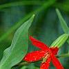 Silene regia, flowers