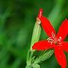 Silene regia, flowers