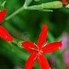 Silene regia, flowers