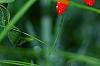 Silene regia, flowers