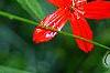 Silene regia, flowers