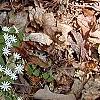 Stellaria pubera, habit
