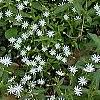 Stellaria pubera, habit