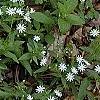 Stellaria pubera, habit