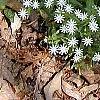 Stellaria pubera, habit