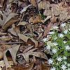 Stellaria pubera, habit