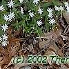 Stellaria pubera, habit