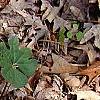 Stellaria pubera, habit