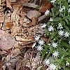 Stellaria pubera, habit
