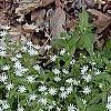 Stellaria pubera, habit