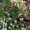 Stellaria pubera, habit