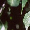 Celastrus scandens, leaves