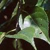 Celastrus scandens, leaves