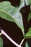 Celastrus scandens, leaves