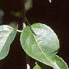 Celastrus scandens, leaves