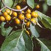 Celastrus scandens, fruit