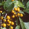 Celastrus scandens, fruit