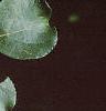 Celastrus scandens, fruit