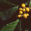Celastrus scandens, fruit