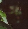 Celastrus scandens, fruit